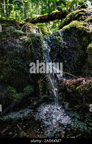 Kleiner Bach im Wald, West Kootenays, British Columbia, Kanada Stockfoto