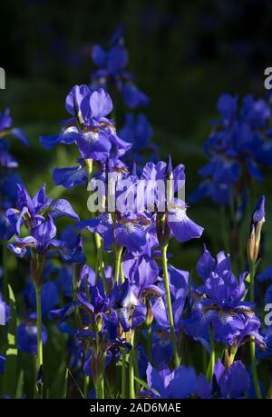 Sibirische Iris (Iris pumila) Stockfoto