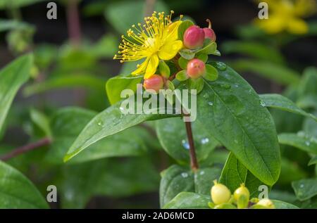 Johanniskraut (Hypericum inodorum) Stockfoto