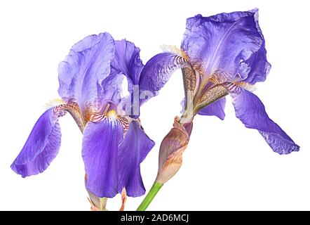 Closeup zwei iris Blumen Stockfoto