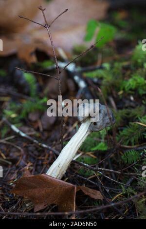 Helvella lacunosa - Western Black elfin Pilz auf einen Wald in Oregon, USA. Stockfoto