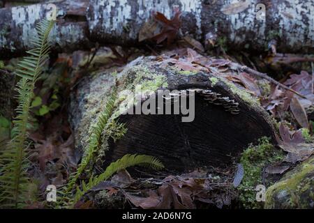 Einen umgestürzten Baum mit Pilzen, Blättern und Moos in einem Wald in Oregon, USA. Stockfoto