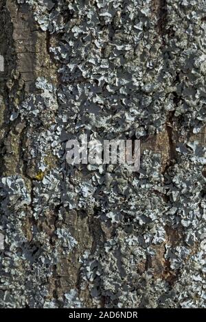Flechten auf Baumstamm Stockfoto