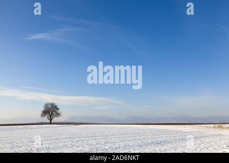 Walnussbaum (Juglans regia) in einem schneebedeckten Feld Stockfoto