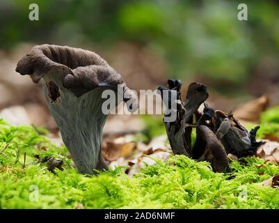 Füllhorn, schwarz Pfifferlinge, Stockfoto