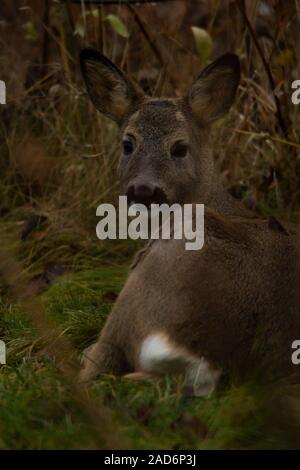 Rehe auf dem Boden in die Kamera schaut mit dem weißen Schwanz sichtbar. Stockfoto