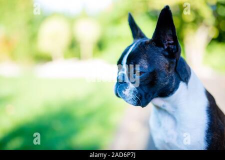 Boston Terrier Hund auf unscharfen Sommer Hintergrund Stockfoto