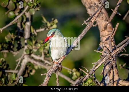 Woodland Kingfisher sitzen auf einem Ast. Stockfoto