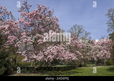 Magnolia Bäume in Blüte (Magnolia) Stockfoto