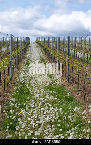 Löwenzahn (Taraxacum officinale) unter den Reben Stockfoto