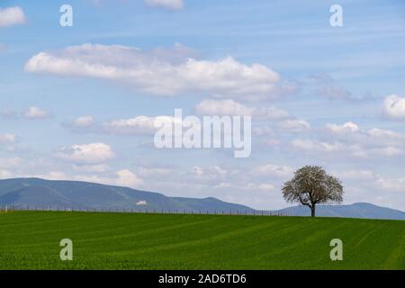 Walnussbaum (Juglans regia) vor Wolkenhimmel Stockfoto