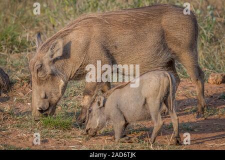 Mutter und Baby Warzenschwein Gras essen. Stockfoto