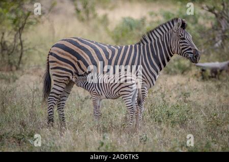 Baby Zebra saugen von seiner Mutter. Stockfoto
