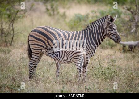 Baby Zebra saugen von seiner Mutter. Stockfoto