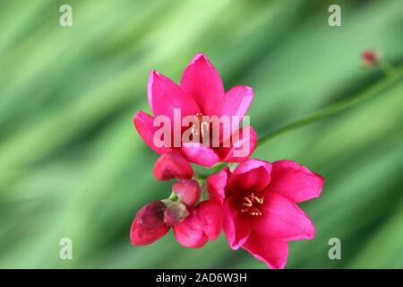 Jatropha Partner, allgemein bekannt als Peregrina oder würzigen Jatropha ist eine Pflanzenart aus der Gattung Wolfsmilch blühende Pflanze, in der Familie, Euphorbiaceae. Stockfoto