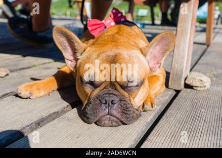 Französische Bulldogge schlafen auf braun Terrasse Stockfoto