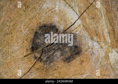 Muster eines frisch geschnittenen Baum Stamm, Jahresringe und Crack, Holz Muster Hintergrund Stockfoto