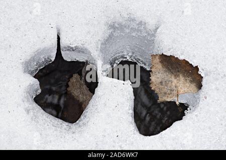 Birkenblätter im Schnee, Lappland, Schweden Stockfoto