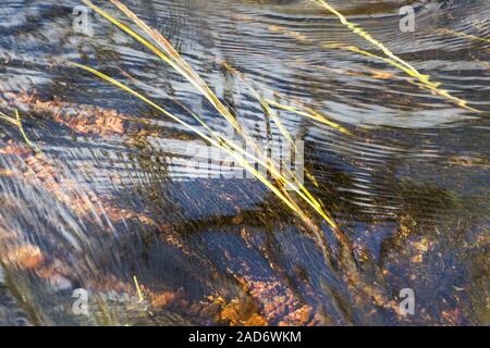 Reflexionen in einen Bach, Lappland, Schweden Stockfoto