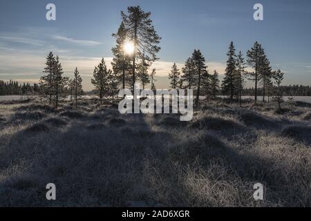 Frost bedeckt Landschaft im Gegenlicht, Lappland, Schweden Stockfoto