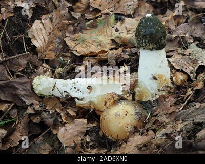 Gemeinsame Exemplar des Gemeinen Stinkmorchels, phallus impudicus Stockfoto