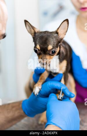 Ein professioneller Tierarzt schneidet die Krallen eines kleinen Hund der Rasse Chihuahua auf eine Manipulation Tabelle in eine Klinik. Pet Care Concept. Stockfoto