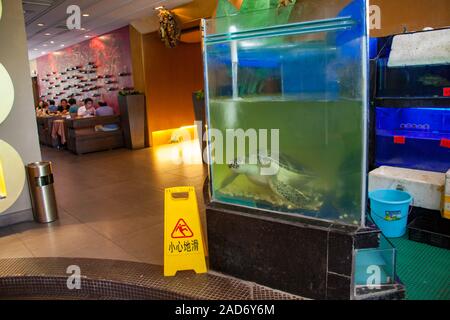 Live Green Sea Turtle, Chelonia mydas, eine bedrohte Art, im Restaurant Aquarium in der Stadt Nanning, Guangxi, South Western China. Stockfoto