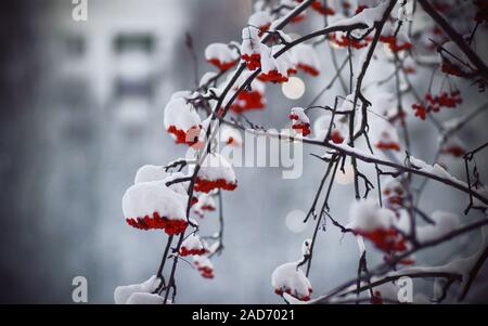 Auf dünnen Ästen hängen Cluster von reifen roten Ebereschen, bedeckt mit weißem weichem Schnee im Winter kalt. Stockfoto