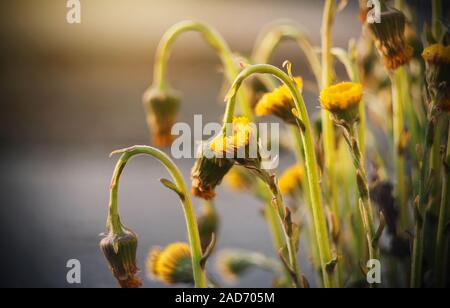 Leuchtend gelbe Blüten und Knospen, Huflattich, wächst im Frühjahr auf langen Stielen, die durch die helle sonnige Morgen strahlen beleuchtet. Stockfoto