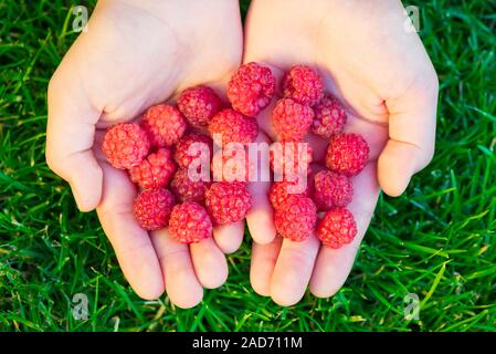 Nahaufnahme des Girl's Hände halten frisch gepflückte Himbeeren. Gesunde Ernährung Konzept Stockfoto