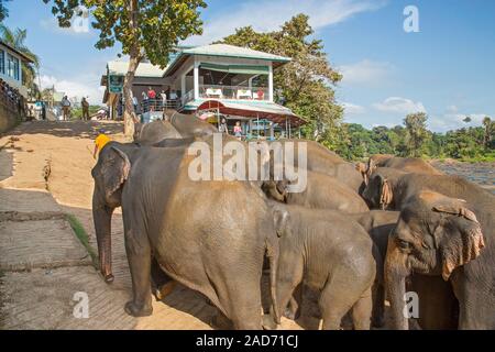 Sri Lankas Elefanten auf dem Weg nach oben durch Pinnawala Dorf zu Ihrem Gehäuse nach dem Baden im Fluss zurück. Elephas maximus aufgeführt ist Stockfoto