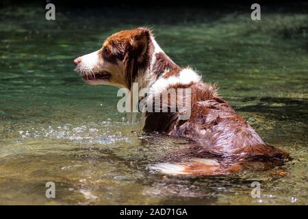 Ein nasser Border Collie Hund gehen für einen in kristallklarem Wasser Fluss schwimmen. Stockfoto