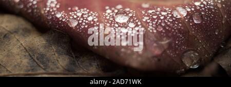 Regentropfen auf ein rotes Blatt Nahaufnahme. Herbst Wald. Stockfoto