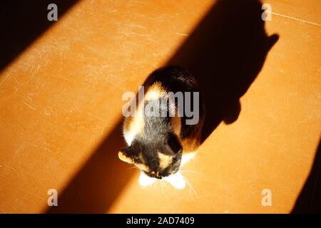 Katze sitzt auf dem Holzboden und lecken Paw, Ansicht von oben, starkes Sonnenlicht und Schatten. Stockfoto