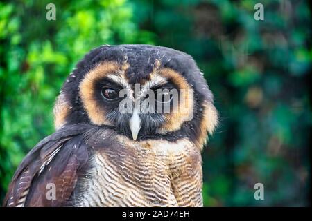 Hochformat ein braunes Holz Eule Stockfoto