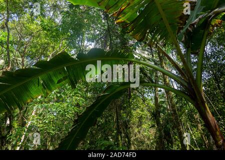 Banane Baum in der Mitte von Othe brasilianischen Regenwald Vegetation. Stockfoto