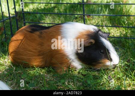 Meerschweinchen unter einem Draht-einzäunung auf dem Rasen des Gartens Stockfoto