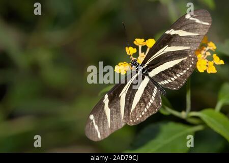 Zebra Schmetterling Stockfoto