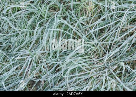 Gewirr der eingestürzten & welke Gras, Blätter von Scharfer Winter Frost gefroren, wodurch interzelluläre Einfrieren innerhalb der Blätter. Weiß Frosty Blätter Stockfoto