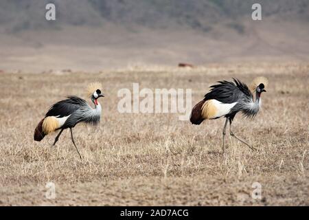 Grau gekrönt Kran in Afrika Stockfoto