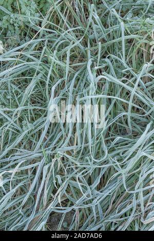 Gewirr der eingestürzten & welke Gras, Blätter von Scharfer Winter Frost gefroren, wodurch interzelluläre Einfrieren innerhalb der Blätter. Weiß Frosty Blätter Stockfoto