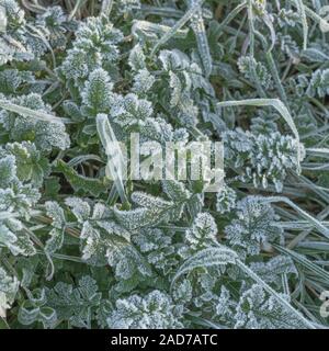 Harte Winter Frost auf junge neue Wachstum von Meer Rettich/Raphanus raphanistrum ssp. Maritimus = Raphanus maritimus & Frost Gras bedeckt. Frosty verlässt. Stockfoto