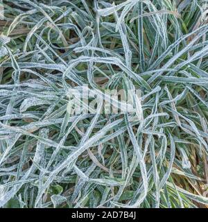 Gewirr der eingestürzten & welke Gras, Blätter von Scharfer Winter Frost gefroren, wodurch interzelluläre Einfrieren innerhalb der Blätter. Weiße frostige verlässt. Stockfoto