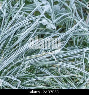 Gewirr der eingestürzten & welke Gras, Blätter von Scharfer Winter Frost gefroren, wodurch interzelluläre Einfrieren innerhalb der Blätter. Weiße frostige verlässt. Stockfoto