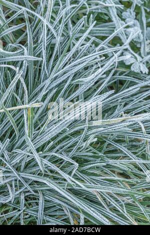 Gewirr der eingestürzten & welke Gras, Blätter von Scharfer Winter Frost gefroren, wodurch interzelluläre Einfrieren innerhalb der Blätter. Weiße frostige verlässt. Stockfoto