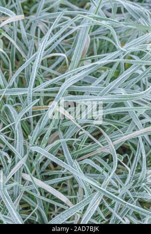 Gewirr der eingestürzten & welke Gras, Blätter von Scharfer Winter Frost gefroren, wodurch interzelluläre Einfrieren innerhalb der Blätter. Weiße frostige verlässt. Stockfoto