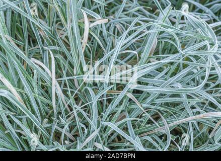 Gewirr der eingestürzten & welke Gras, Blätter von Scharfer Winter Frost gefroren, wodurch interzelluläre Einfrieren innerhalb der Blätter. Weiße frostige verlässt. Stockfoto