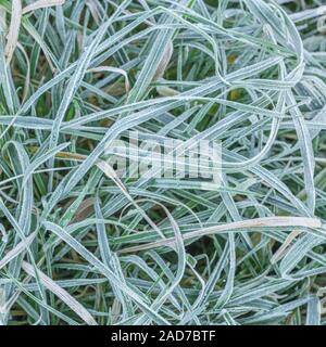 Gewirr der eingestürzten & welke Gras, Blätter von Scharfer Winter Frost gefroren, wodurch interzelluläre Einfrieren innerhalb der Blätter. Weiße frostige verlässt. Stockfoto