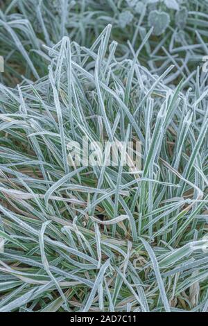 Gewirr der eingestürzten & welke Gras, Blätter von Scharfer Winter Frost gefroren, wodurch interzelluläre Einfrieren innerhalb der Blätter. Weiße frostige verlässt. Stockfoto