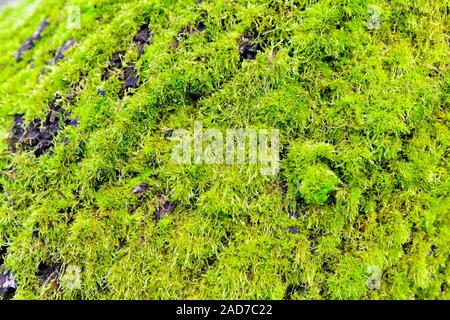 grünes Moos Hintergrundtextur schöne in der Natur Stockfoto